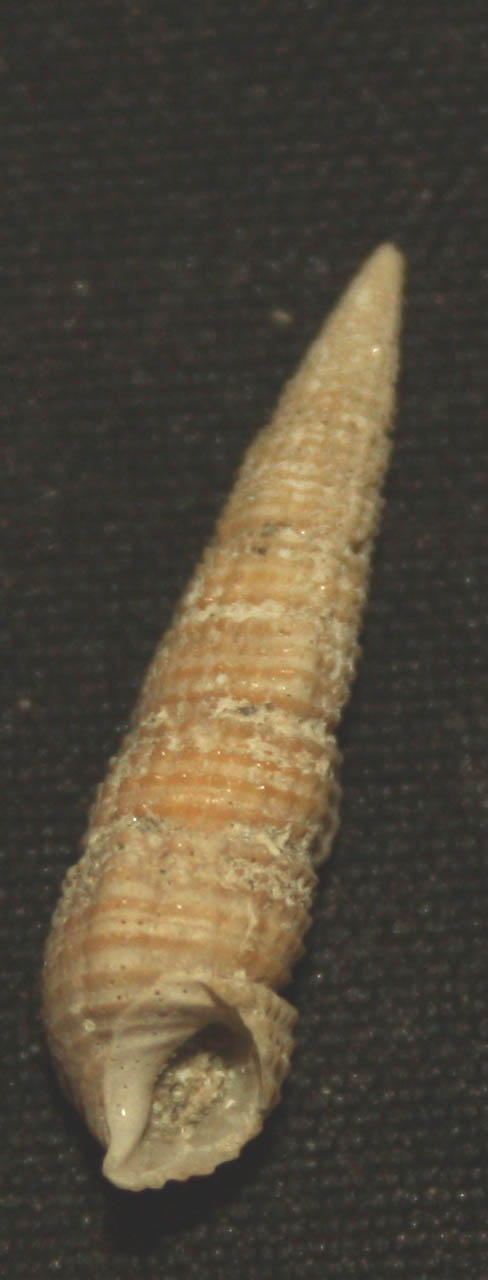 Bittium latreillii (Payraudeau, 1826) - Pliocene